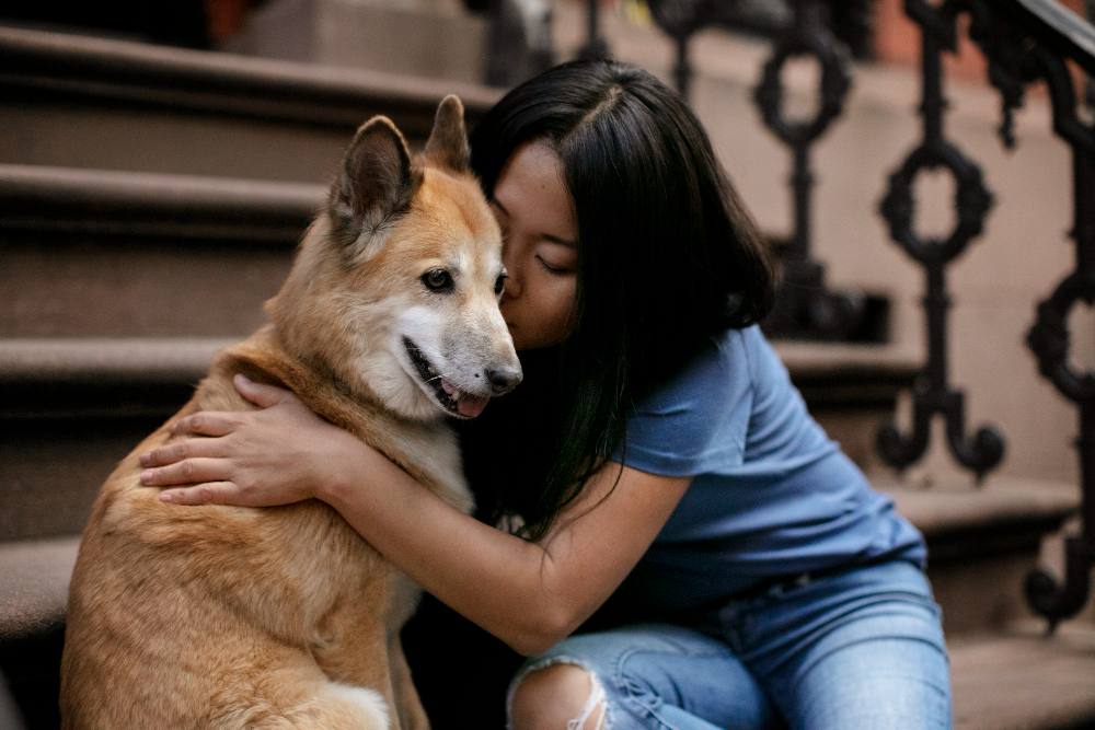 Navigating Pet Custody During Divorce with a Collaborative Law Attorney